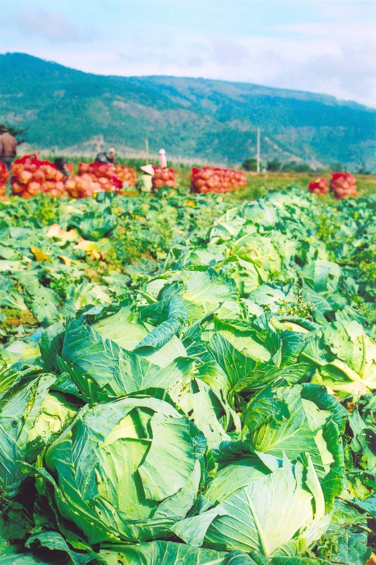 Mùa thu hoạch bắp cải